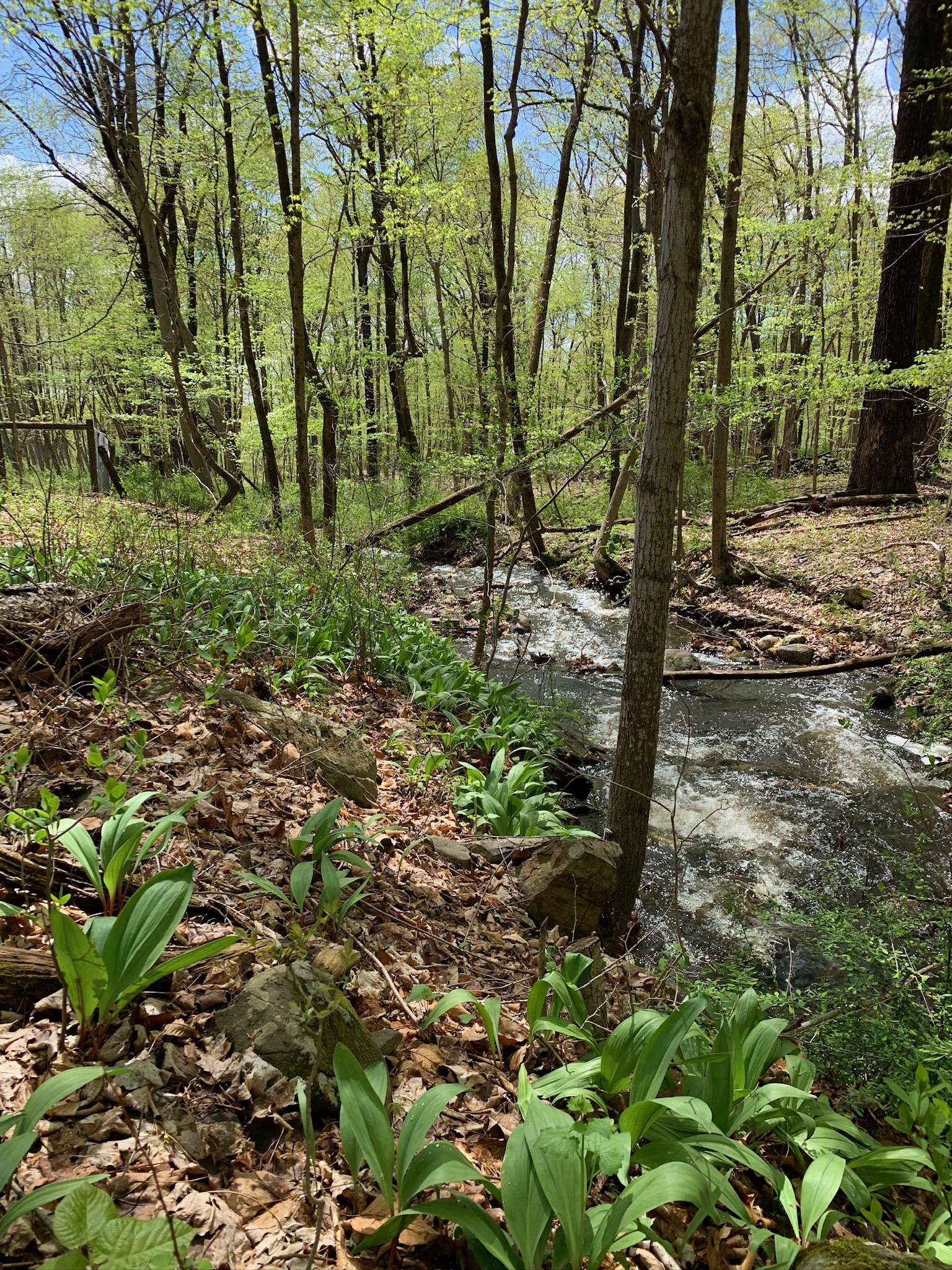 a woodland creek in springtime with ramp plants in the foreground and trees in the background